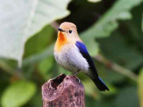 美丽无罪：雀鸟之姬鹟