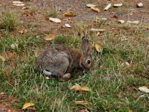 动物世界:山寨还是原创之十 动物世界:山寨还是原创之十