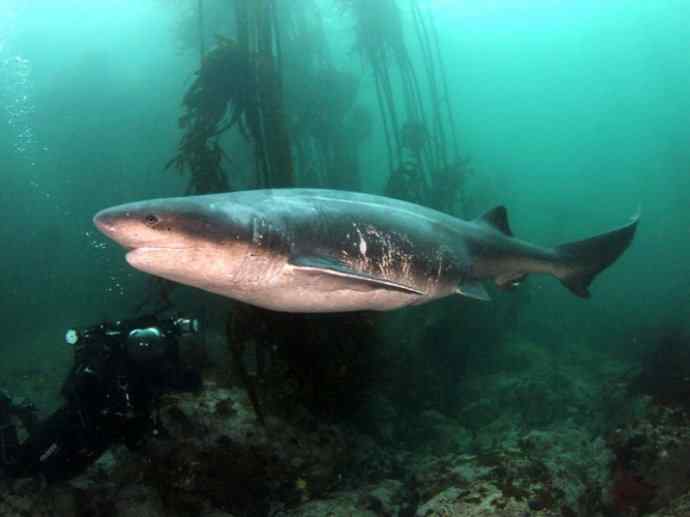 鱼类活化石：皱鳃鲨