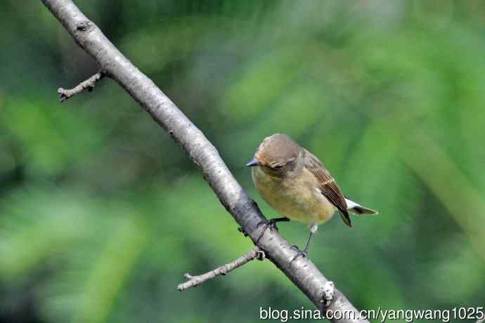 秋天的红喉姬鹟(8) 秋天的红喉姬鹟(8)