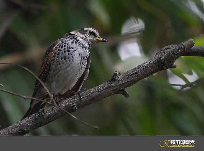 斑鸫•宝兴歌鸫•乌灰鸫【实拍】 斑鸫•宝兴歌鸫•乌灰鸫【实拍】