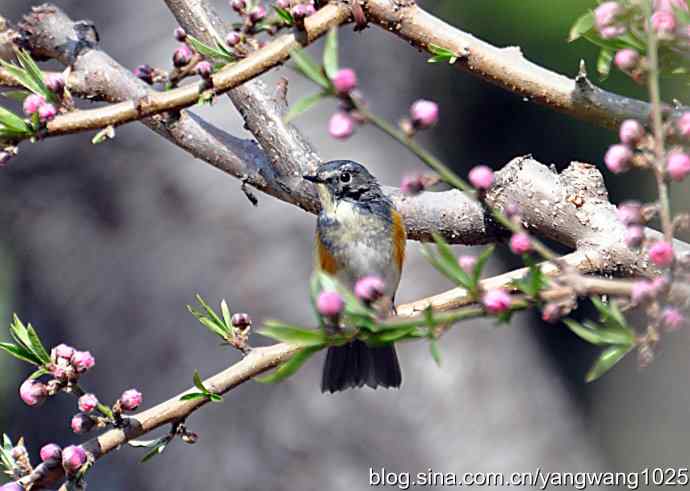 洗浴与梳理（纪实）