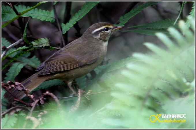 初遇鈥満至衡潯菊掌