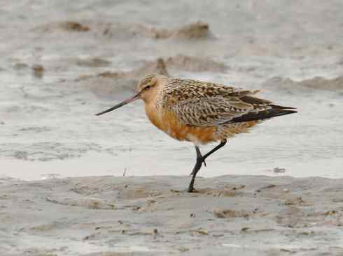 鸟类之最：斑尾滕鹬