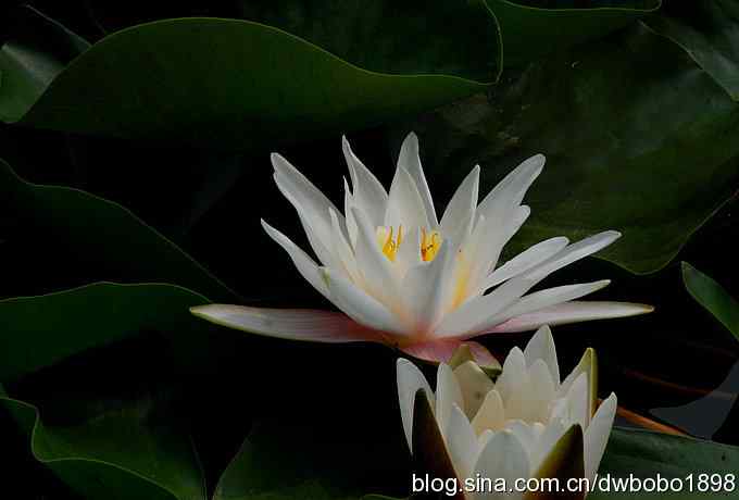 植物园六月的花鸟