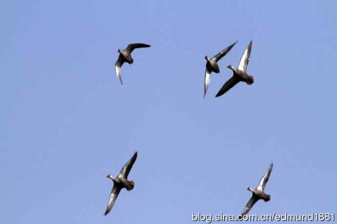 穷人大炮-量力而为之打鸟作乐