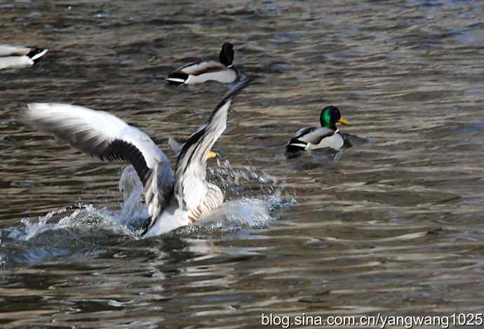 舞(斑头雁)1 舞(斑头雁)1