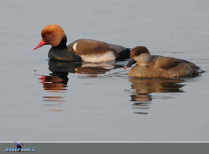 赤嘴潜鸭：冬天の靓色