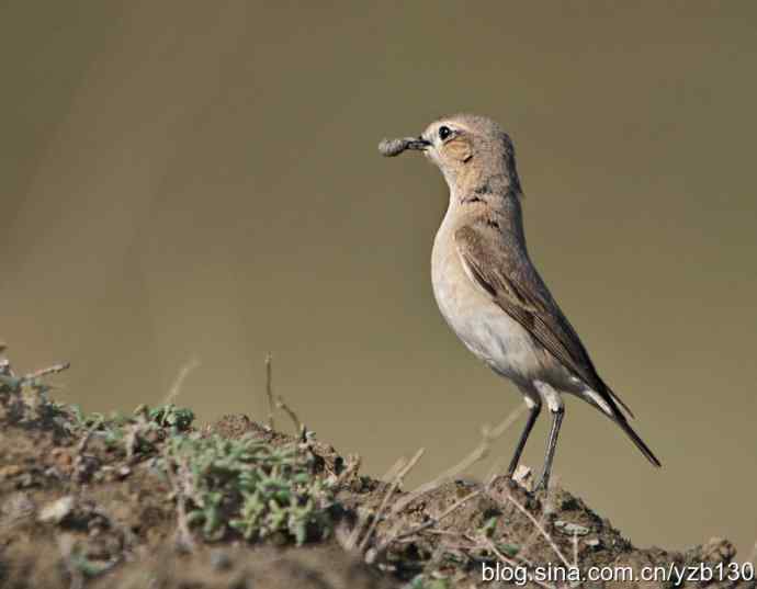 悬停，是一种尽职尽责（组图，22张图片）