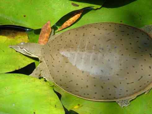 玄武:传说的兽原型探秘(鳖) 玄武:传说的兽原型探秘(鳖)