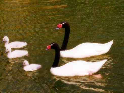 奇特的盔：黑颈天鹅