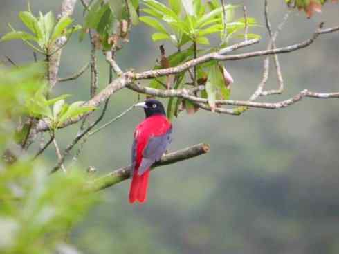 美丽无罪:雀鸟之朱鹂 美丽无罪:雀鸟之朱鹂