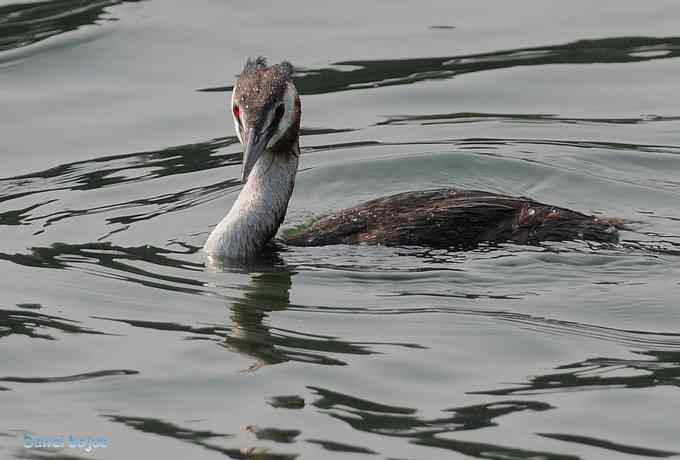 颐和园的凤头
