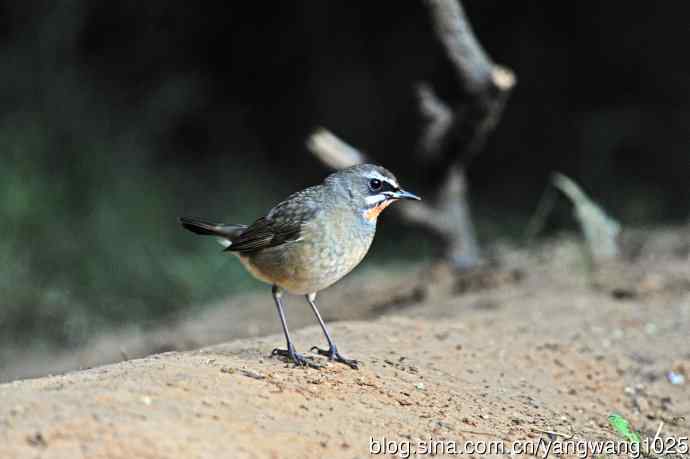 红喉歌鸲（19）
