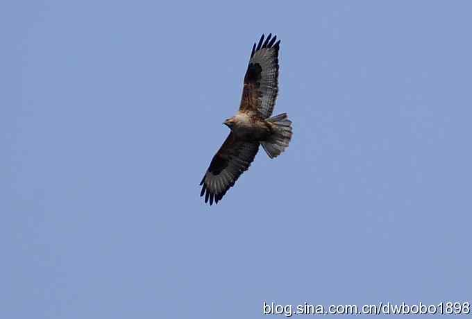 山光悦鸟性 wbr偶心竞翔飞 山光悦鸟性 wbr偶心竞翔飞
