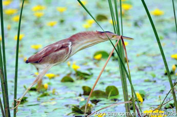 捕鱼的黄苇鳽（记实）4