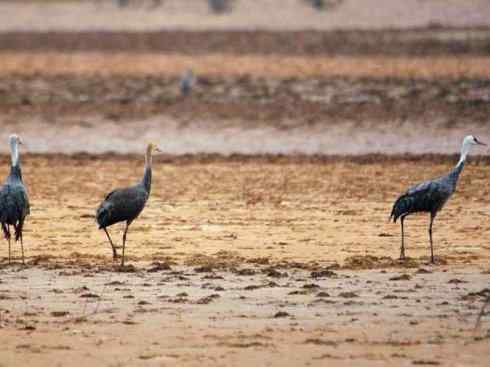 白头鸟系列：另类的美丽7（鸻鹬）