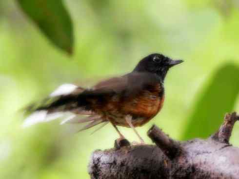 家禽驯化之源之二十五（绣眼鸟、鹊鸲四喜）