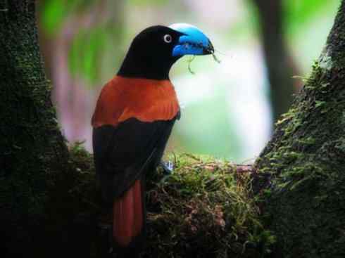 奇特的盔：盔鵙