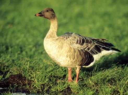 欣赏：美丽的雁