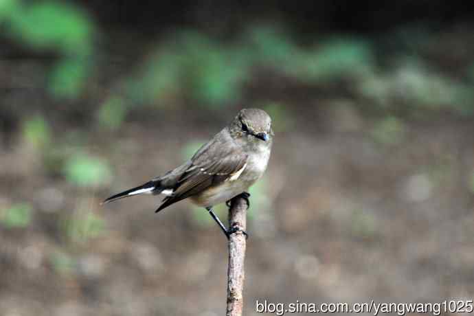 红喉姬鹟（25）