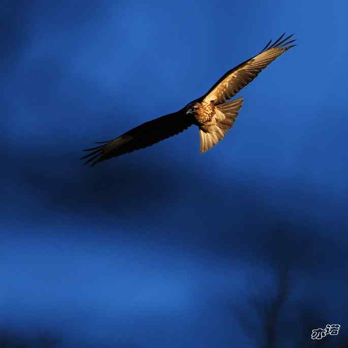 白河峡谷的鵟 白河峡谷的鵟