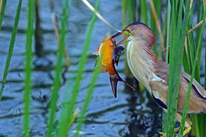 捕鱼的黄苇鳽（1）