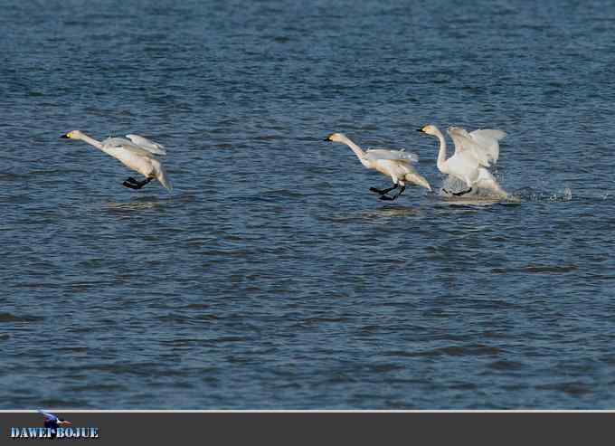 三月到昆明湖看天鹅 三月到昆明湖看天鹅