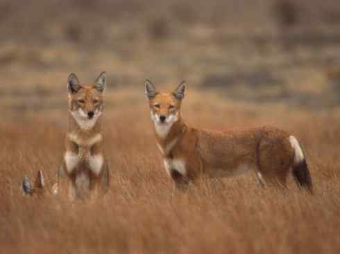 犬科:犬亚科犬属之西门豺、侧纹豺(胡狼类) 犬科:犬亚科犬属之西门豺、侧纹豺(胡狼类)
