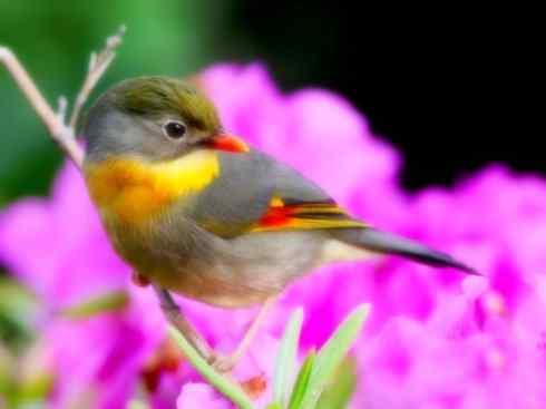 家禽驯化之源之十五