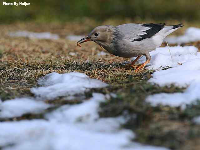 天坛公园的丝光椋鸟 天坛公园的丝光椋鸟