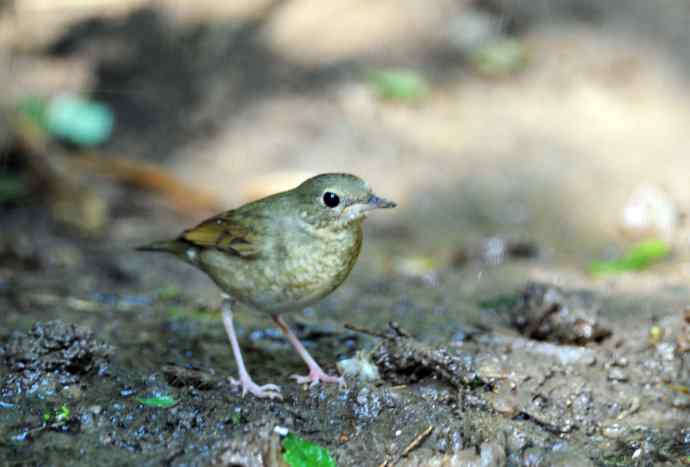 雌性蓝歌鸲（1）