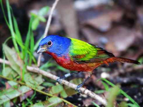 美丽无罪：雀鸟之彩鹀