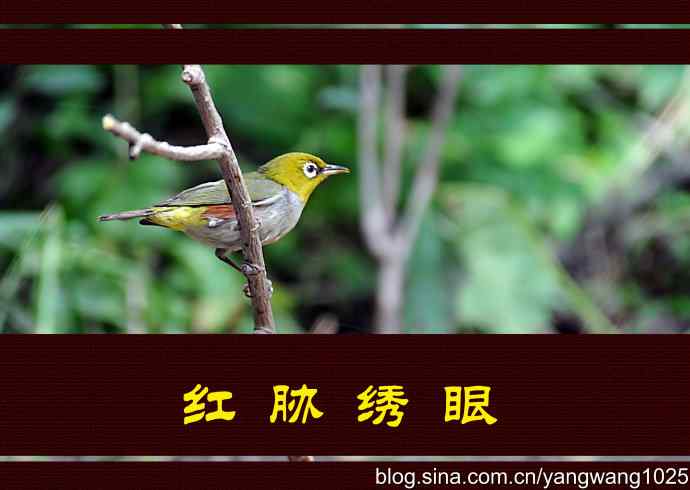 红胁绣眼、小鹀