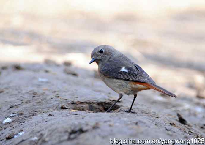 北京天坛公园的鸟类——雌性北红尾鸲（7）