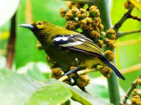 美丽无罪：雀鸟之叶鹎