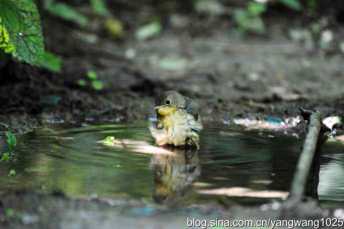 北京天坛公园的鸟类——蓝歌鸲（雌）3