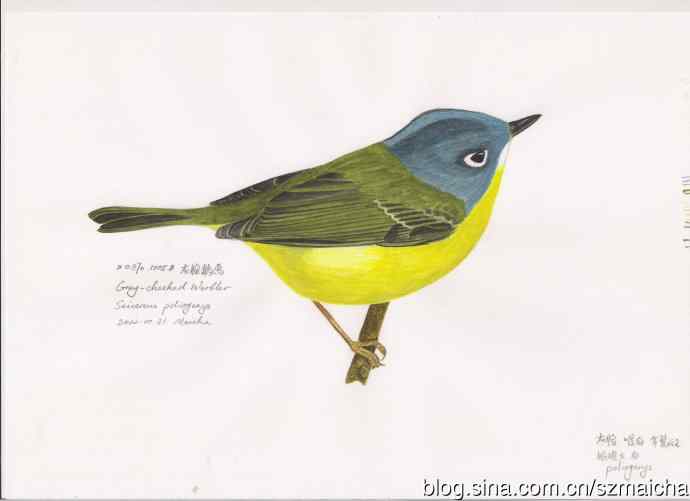 8种容易混淆的莺科鹟莺属鸟类的区别辨识图