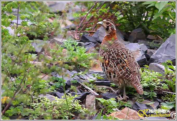 记录高原山鹑&bull;矛纹草鹛&bull;栗腹矶鸫【照片】