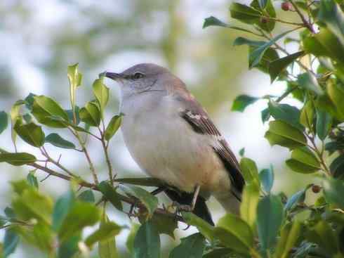雀鸟也彪悍：别惹我（小嘲鸫）