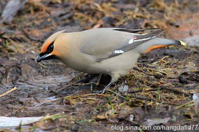 波希米亚太平鸟