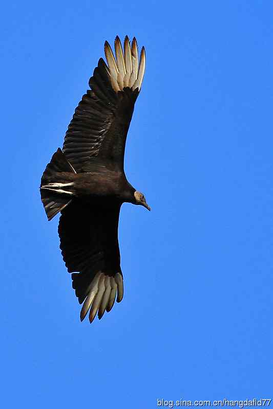 黑美洲鹫（3）