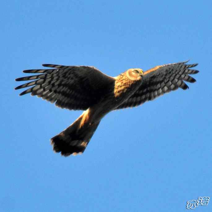 北京西山&nbsp;wbr路&nbsp;wbr白尾鹞