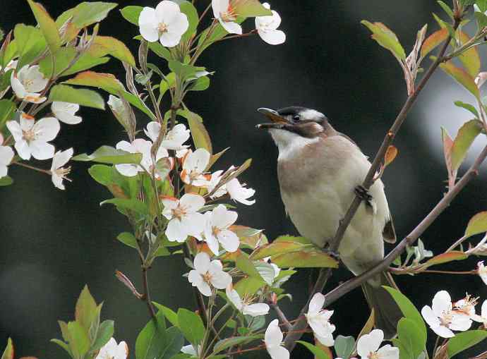 183.又见白鹡鸰--草地秀、菜鸟