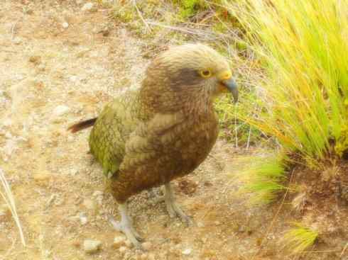天生猎手:非猛禽类猎手之七 天生猎手:非猛禽类猎手之七