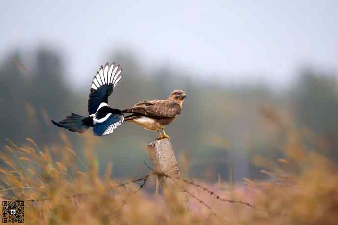 野鸭湖的普通鵟 野鸭湖的普通鵟