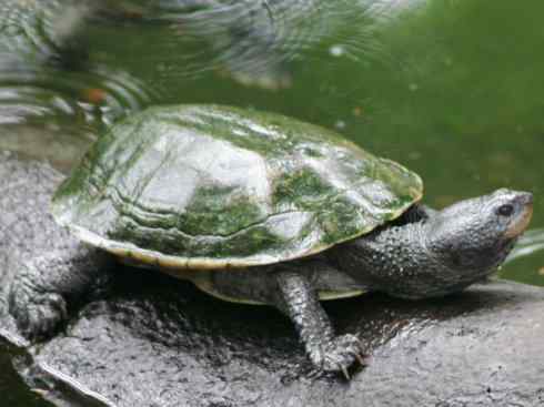 玄武：传说的兽原型探秘（玛塔龟）