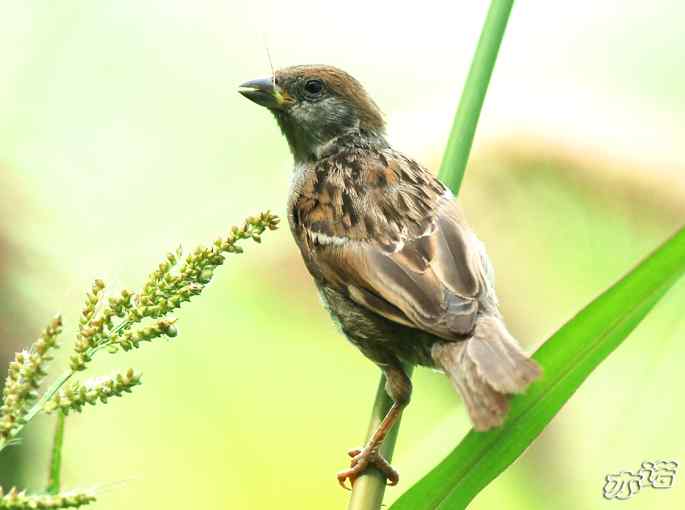 圆明园的树麻雀和家麻雀