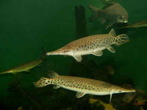 鱼类活化石：鳄雀鳝