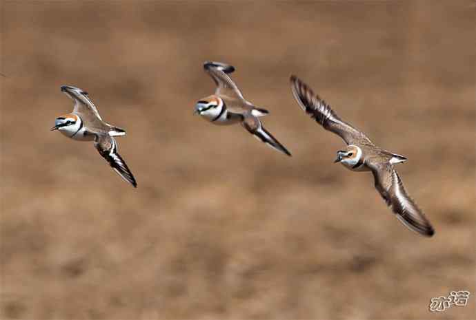 官厅水库&nbsp;wbr路&nbsp;wbr环颈鸻